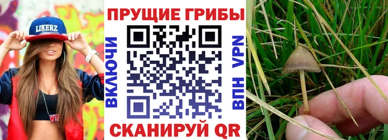 что такое наркотик  Благовещенск  Галлюциногенные грибы прущие грибы 
